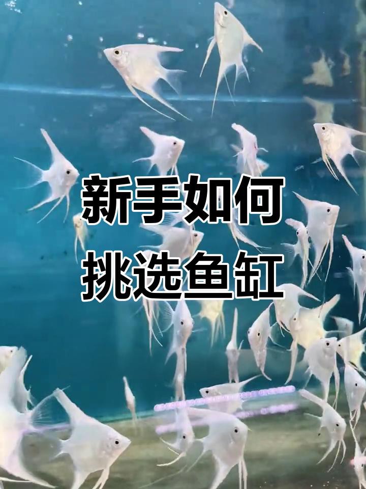 60和80的魚缸哪個好【60和80魚缸哪個更好】