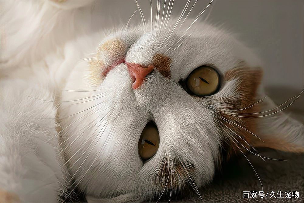 貓先天性疾病有哪些【貓先天性疾病有哪些貓先天性疾病】