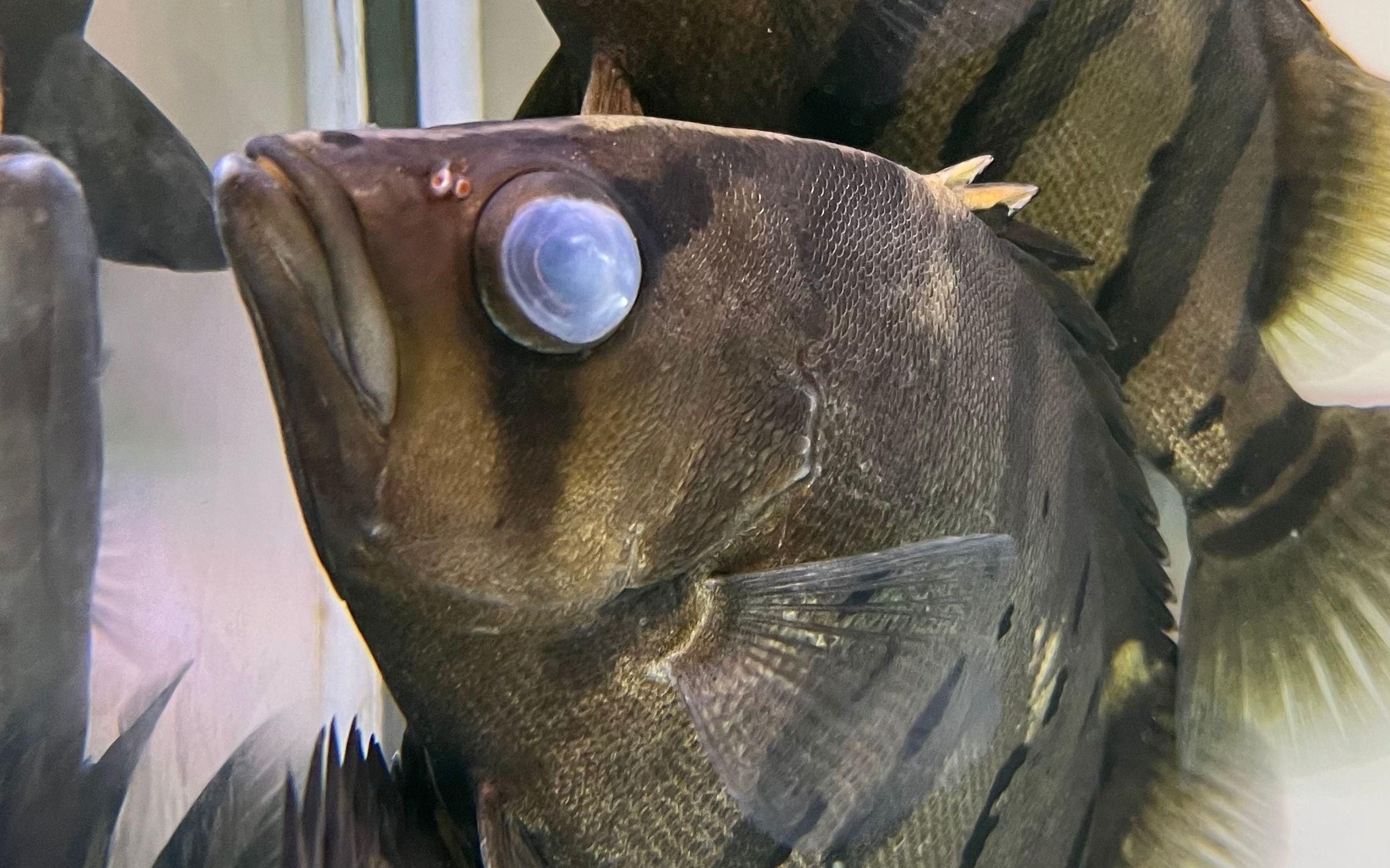 如何預防魚蒙眼病的再次發生？【七彩神仙魚蒙眼病防治方法李潤江刮痧觀賞魚蒙眼怎么辦】