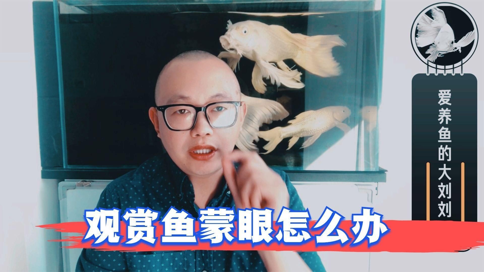 如何預防魚蒙眼病的再次發生？【七彩神仙魚蒙眼病防治方法李潤江刮痧觀賞魚蒙眼怎么辦】