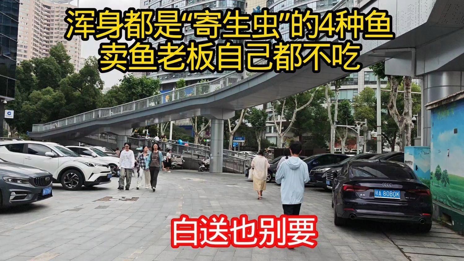 有哪些常見魚類容易感染寄生蟲？【常見易感染寄生蟲的魚類】