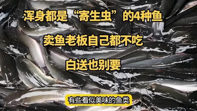 有哪些常見魚類容易感染寄生蟲？【常見易感染寄生蟲的魚類】