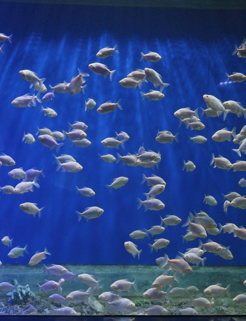 遵義水族店【可麗愛(ài)水族生活館（遵義旗艦店）、魚(yú)情未了水族館等】