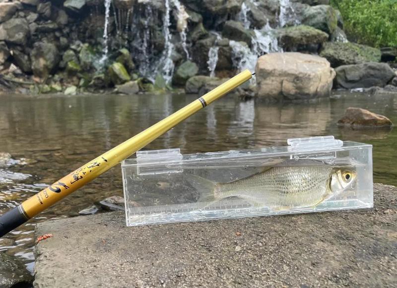 淡水大眼睛魚【淡水大眼睛魚是一種什么樣的存在？】