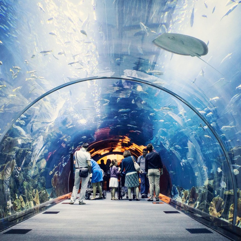 政和水族店【政和縣多喜愛水族館】