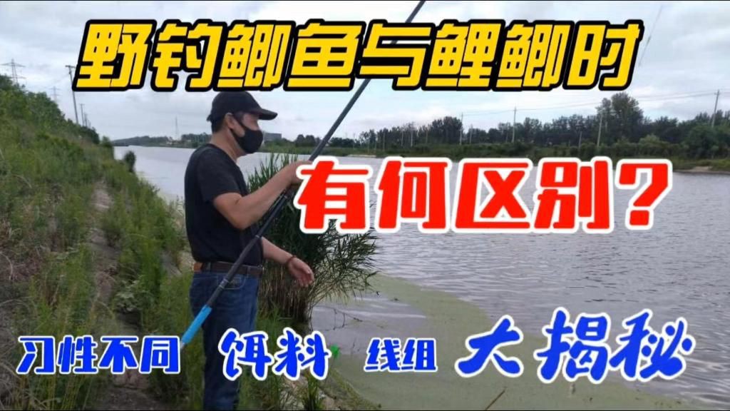 鯉魚與鯽魚的區別【《鯉魚與鯽魚的區別》如何快速分辨鯽魚與鯽魚的區別】