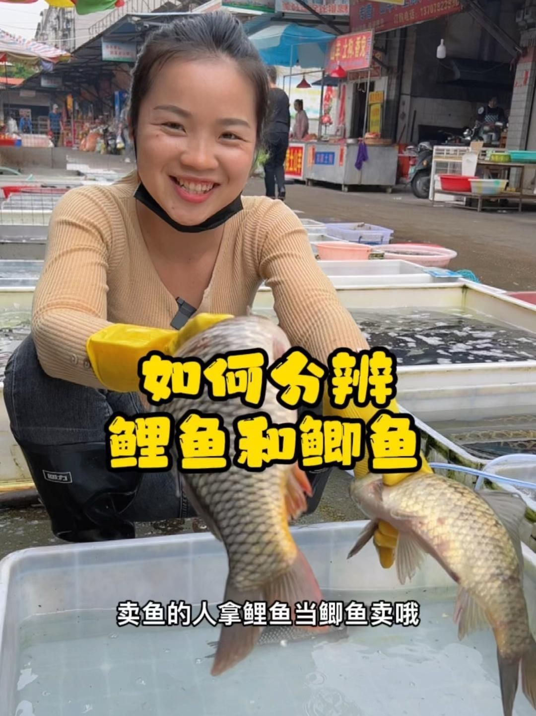 鯉魚與鯽魚的區(qū)別【《鯉魚與鯽魚的區(qū)別》如何快速分辨鯽魚與鯽魚的區(qū)別】
