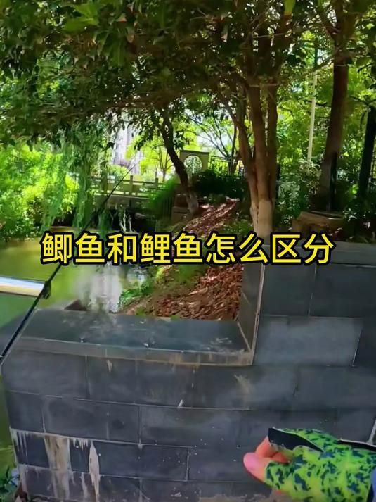 鯉魚與鯽魚的區(qū)別【《鯉魚與鯽魚的區(qū)別》如何快速分辨鯽魚與鯽魚的區(qū)別】
