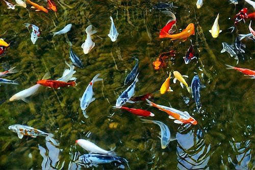 一米魚(yú)缸養(yǎng)錦鯉10大忌【《一米魚(yú)缸養(yǎng)錦鯉10大忌》一米魚(yú)缸養(yǎng)錦鯉的十大禁忌】