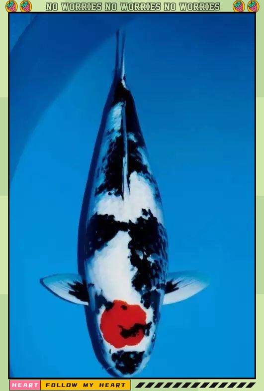 一米魚(yú)缸養(yǎng)錦鯉10大忌【《一米魚(yú)缸養(yǎng)錦鯉10大忌》一米魚(yú)缸養(yǎng)錦鯉的十大禁忌】