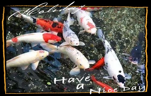 一米魚(yú)缸養(yǎng)錦鯉10大忌【《一米魚(yú)缸養(yǎng)錦鯉10大忌》一米魚(yú)缸養(yǎng)錦鯉的十大禁忌】