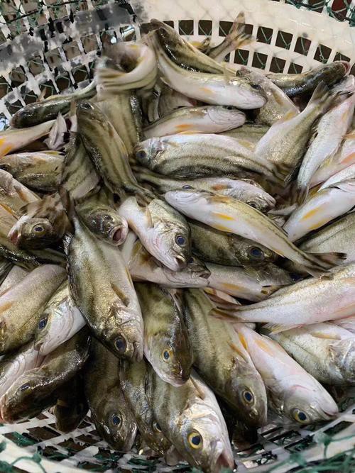 丁公魚圖片大全【“丁公魚圖片大全”】