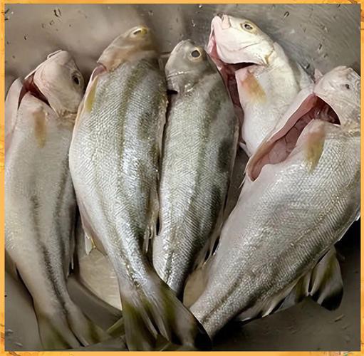 丁公魚圖片大全【“丁公魚圖片大全”】