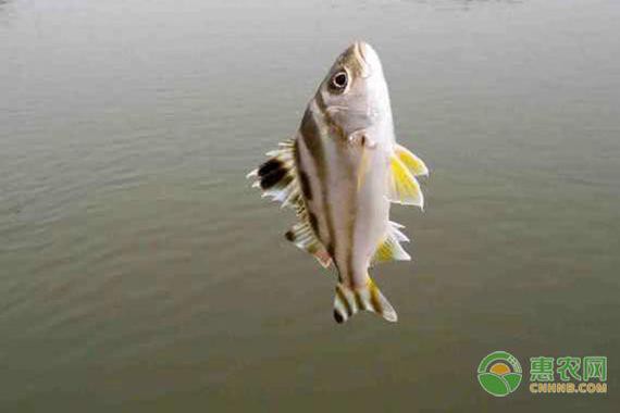 丁公魚圖片大全【“丁公魚圖片大全”】