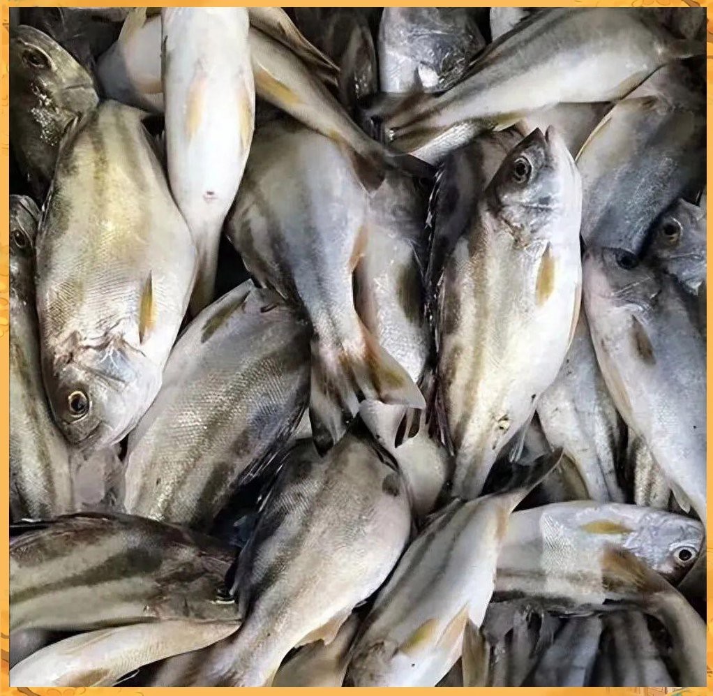 丁公魚圖片大全【“丁公魚圖片大全”】