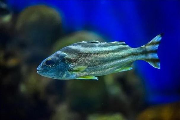 丁公魚圖片大全【“丁公魚圖片大全”】