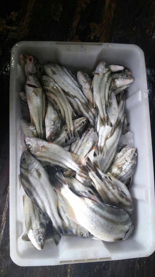 丁公魚圖片大全【“丁公魚圖片大全”】