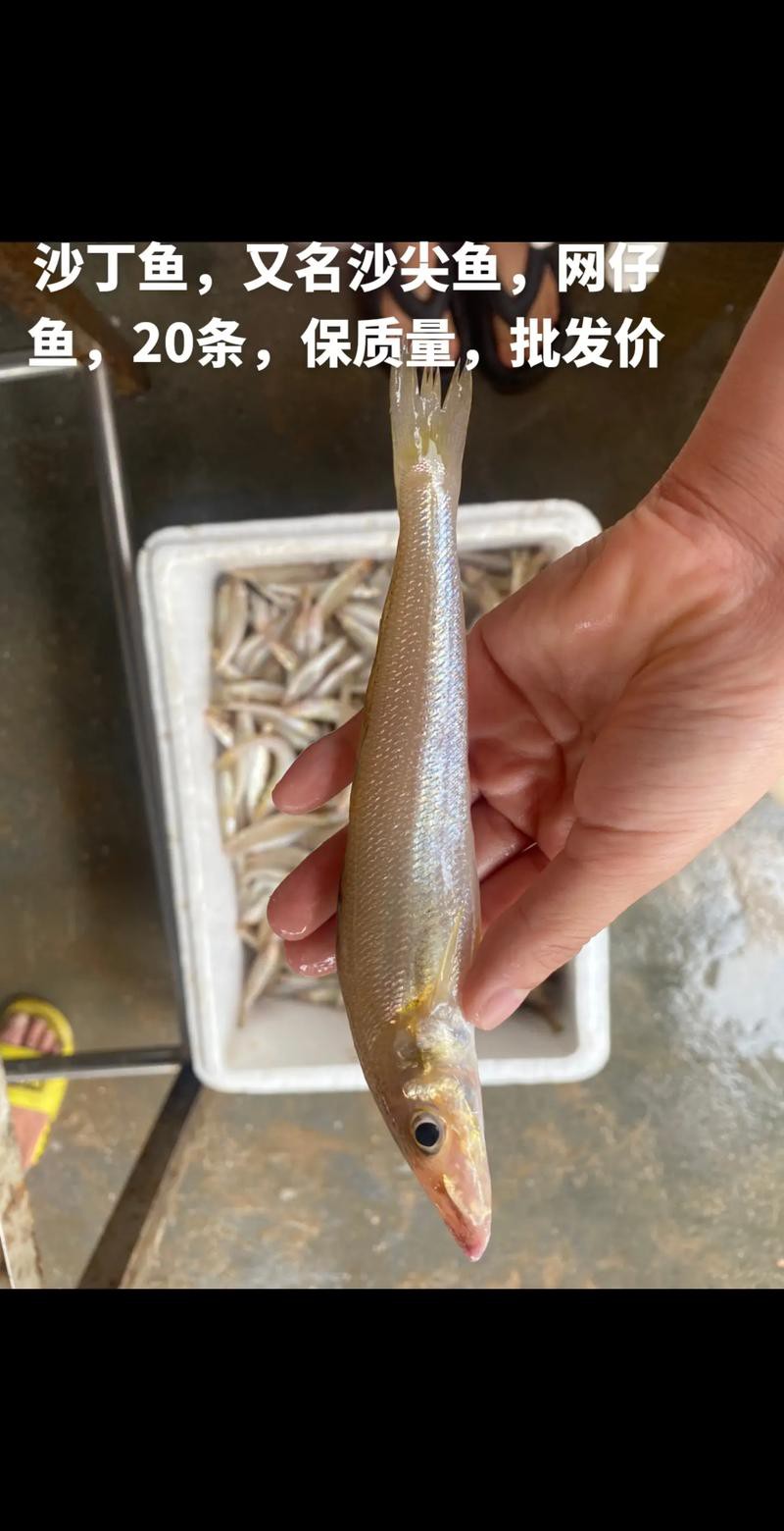 丁公魚圖片大全【“丁公魚圖片大全”】