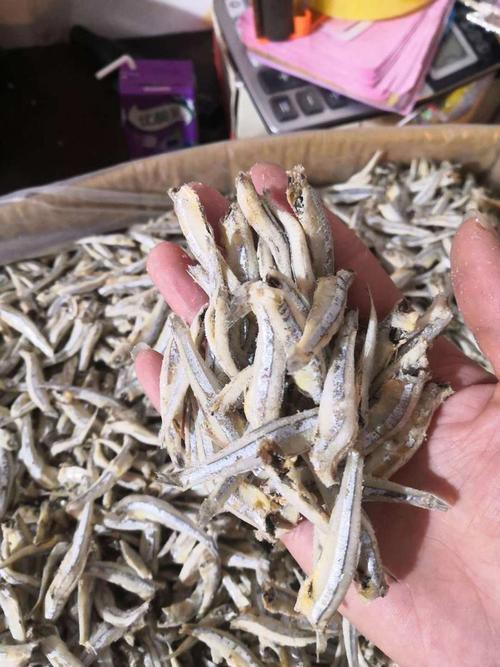 丁公魚圖片大全【“丁公魚圖片大全”】