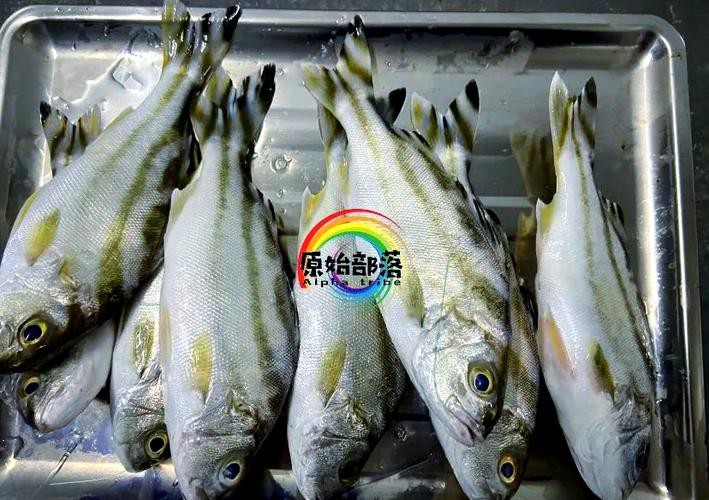 丁公魚圖片大全【“丁公魚圖片大全”】
