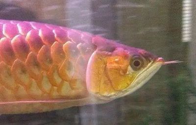 龍魚眼紅（龍魚眼紅可能由多種因素引起，紅龍魚眼紅可能與其他因素有關）