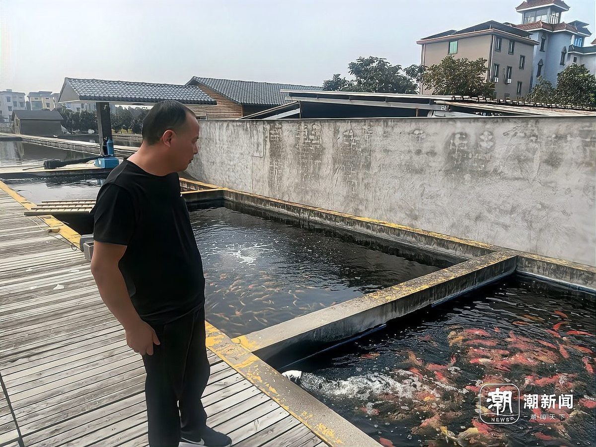 丹頂錦鯉多少錢一條最貴【丹頂錦鯉年入千萬婁蘭竟只排第三，魚鄰福利助你輕松養魚】 丹頂錦鯉多少錢一條最貴【丹頂錦鯉年入千萬婁蘭竟只排第三，魚鄰福利助你輕松養魚】 龍魚論壇 第5張