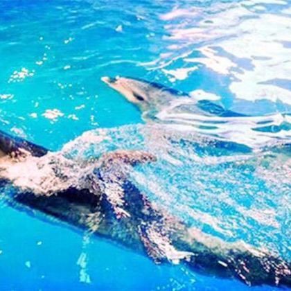 洛陽十大水族排名【探秘洛陽龍門海洋館】