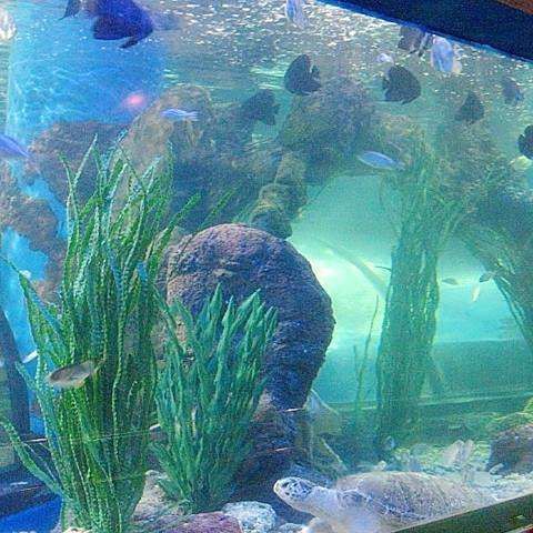 洛陽十大水族排名【探秘洛陽龍門海洋館】