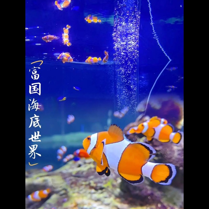 北京水族店【北京水族店怎么樣】