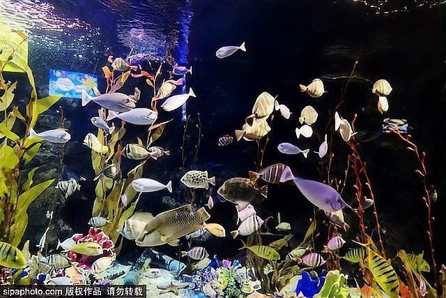 北京水族店【北京水族店怎么樣】