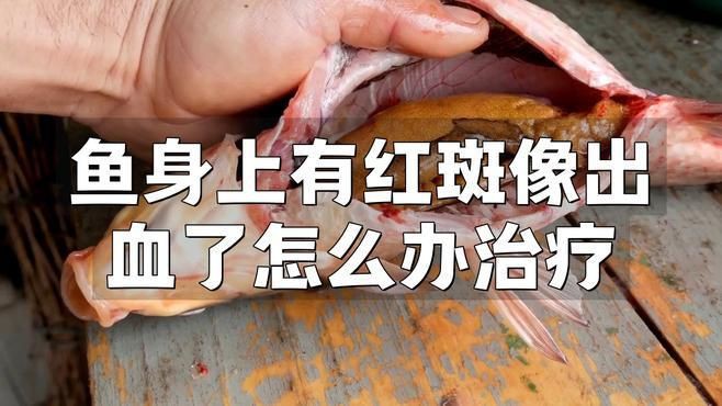 魚身上紅色淤血如何快速治療？【錦鯉魚身上有紅斑像出血了怎么辦治療芋泥啵啵飽脹箱】