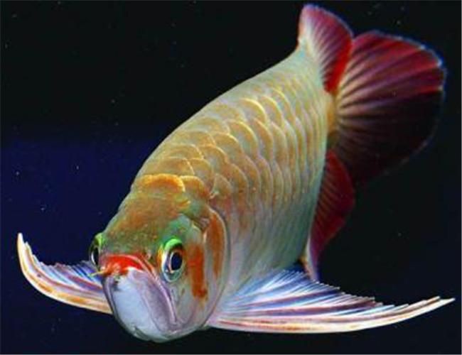 星點(diǎn)龍魚長大后圖片【星點(diǎn)龍魚：星點(diǎn)vs珍珠，誰是小“攻”】