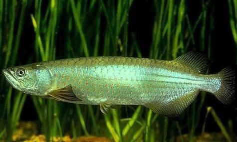 星點(diǎn)龍魚長大后圖片【星點(diǎn)龍魚：星點(diǎn)vs珍珠，誰是小“攻”】