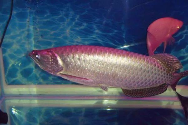 星點(diǎn)龍魚長大后圖片【星點(diǎn)龍魚：星點(diǎn)vs珍珠，誰是小“攻”】