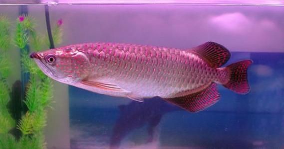 星點(diǎn)龍魚長大后圖片【星點(diǎn)龍魚：星點(diǎn)vs珍珠，誰是小“攻”】