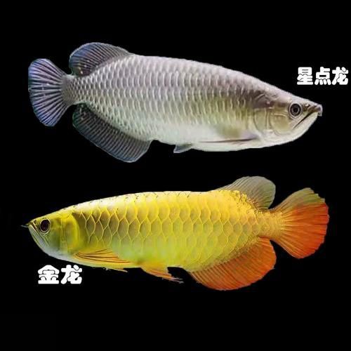 星點(diǎn)龍魚長大后圖片【星點(diǎn)龍魚：星點(diǎn)vs珍珠，誰是小“攻”】