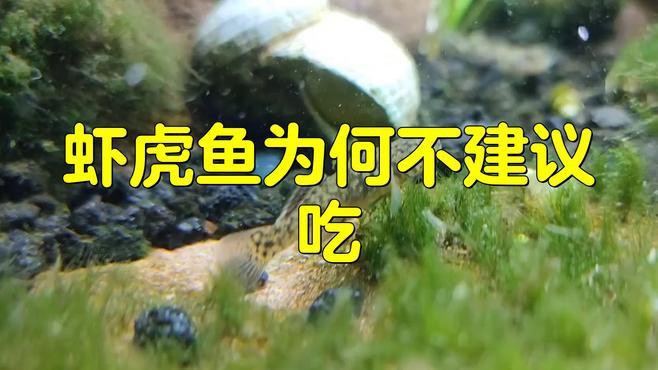 淡水蝦虎魚為何盡量少吃【淡水蝦虎魚盡量少吃】