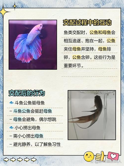 魚交尾原理示意圖【魚交尾原理示意圖生動展現(xiàn)了魚類繁殖過程中關(guān)鍵行為】