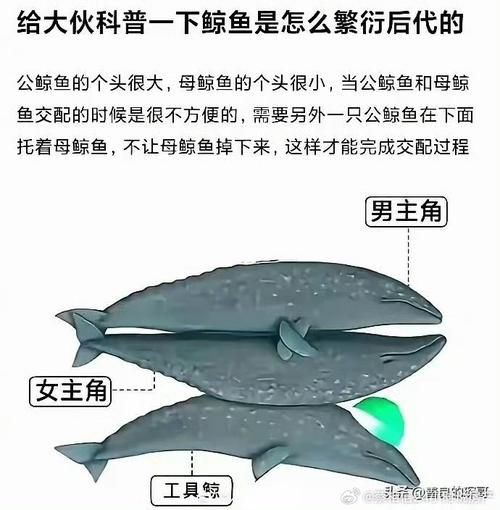 魚交尾原理示意圖【魚交尾原理示意圖生動展現(xiàn)了魚類繁殖過程中關(guān)鍵行為】