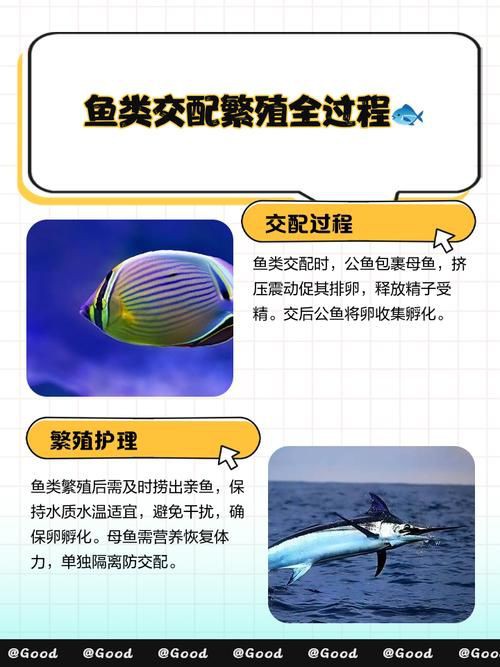 魚交尾原理示意圖【魚交尾原理示意圖生動展現(xiàn)了魚類繁殖過程中關(guān)鍵行為】