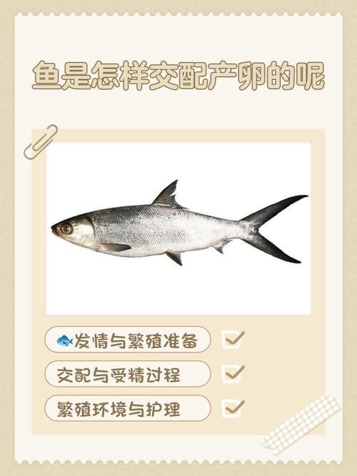 魚交尾原理示意圖【魚交尾原理示意圖生動展現(xiàn)了魚類繁殖過程中關(guān)鍵行為】