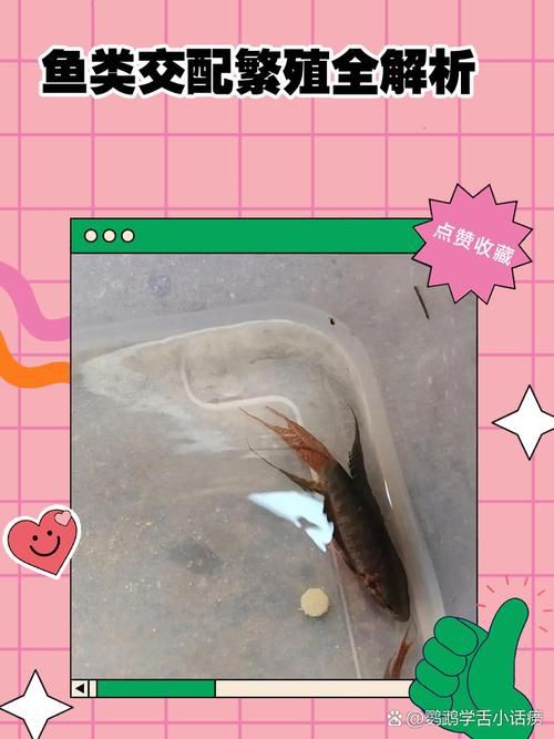 魚交尾原理示意圖【魚交尾原理示意圖生動展現(xiàn)了魚類繁殖過程中關(guān)鍵行為】