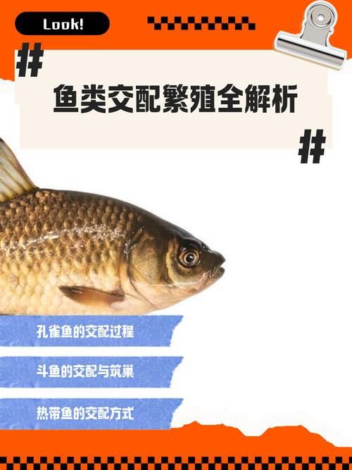 魚交尾原理示意圖【魚交尾原理示意圖生動展現(xiàn)了魚類繁殖過程中關(guān)鍵行為】