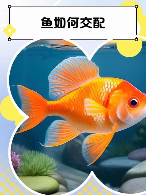 魚交尾原理示意圖【魚交尾原理示意圖生動展現(xiàn)了魚類繁殖過程中關(guān)鍵行為】
