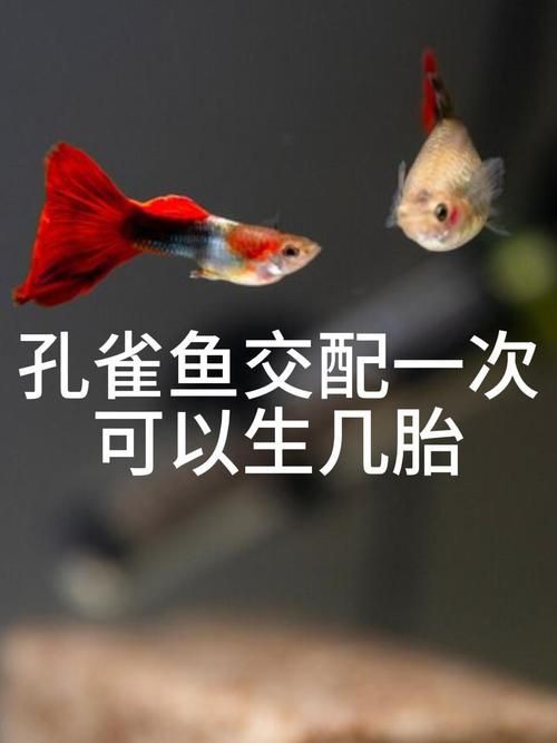 魚交尾原理示意圖【魚交尾原理示意圖生動展現(xiàn)了魚類繁殖過程中關(guān)鍵行為】