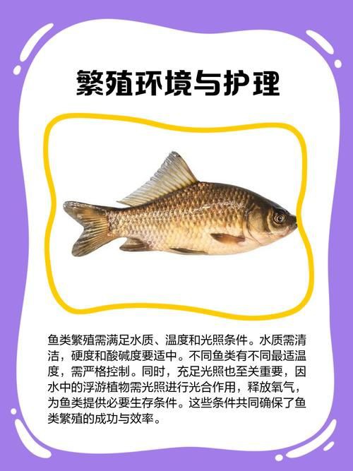 魚交尾原理示意圖【魚交尾原理示意圖生動展現(xiàn)了魚類繁殖過程中關(guān)鍵行為】