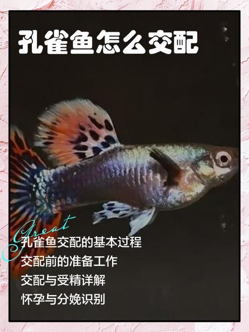魚交尾原理示意圖【魚交尾原理示意圖生動展現(xiàn)了魚類繁殖過程中關(guān)鍵行為】