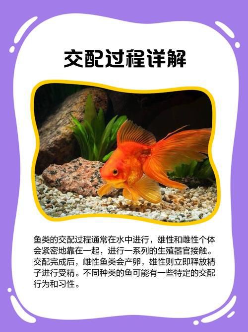 魚交尾原理示意圖【魚交尾原理示意圖生動展現(xiàn)了魚類繁殖過程中關(guān)鍵行為】