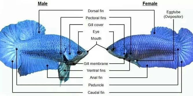 魚交尾原理示意圖【魚交尾原理示意圖生動展現(xiàn)了魚類繁殖過程中關(guān)鍵行為】