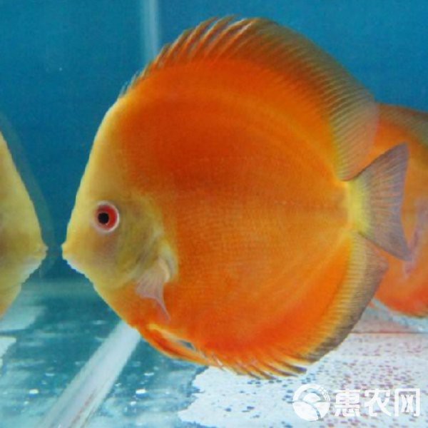 七彩魚價格表大全【七彩魚市場價格全解析】